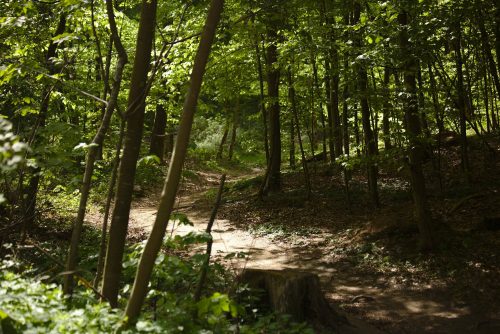 Waldweg | Naturfreundehaus Billtalhöhe | Waldgaststätte | Königstein im Taunus