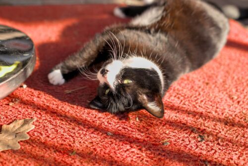 Unsere Katze im Naturfreundehaus